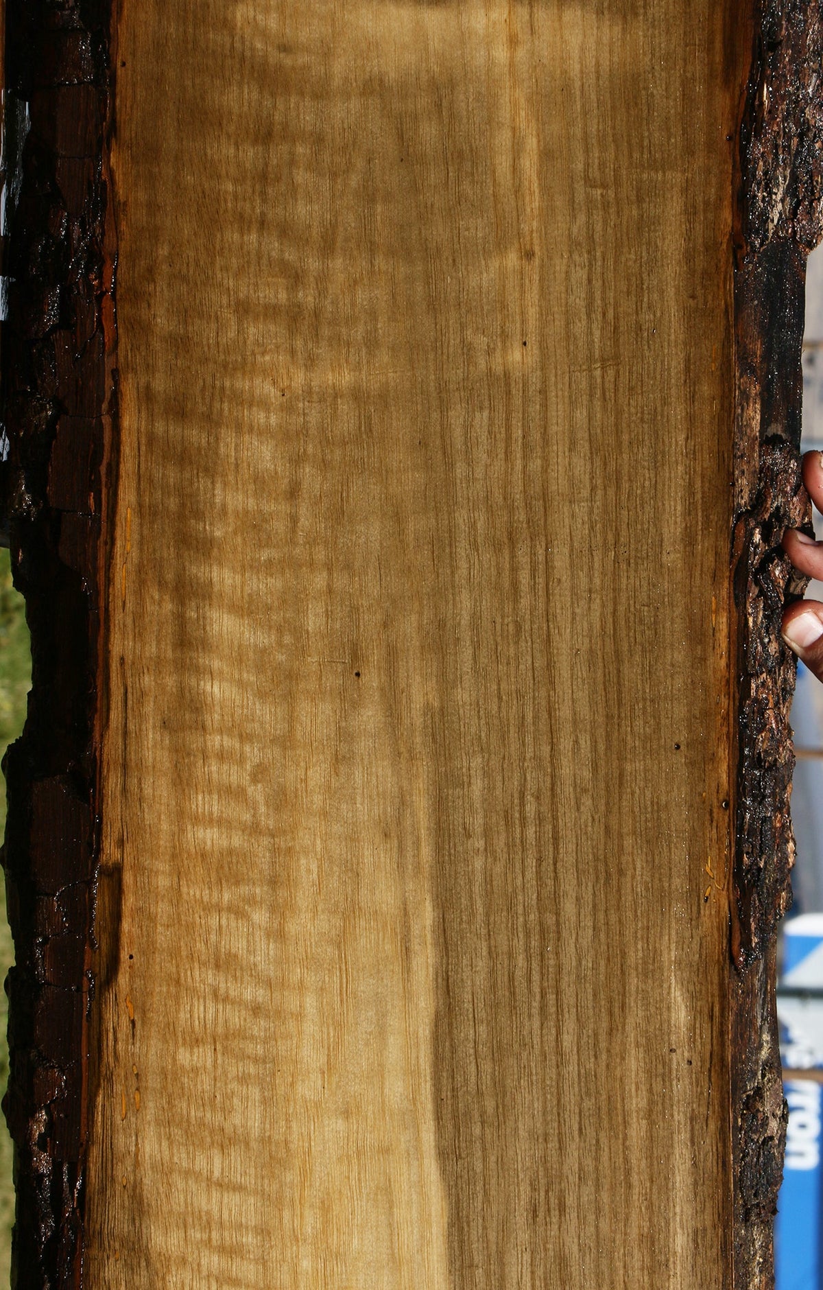 Extra Fancy Persimmon Live Edge Lumber
