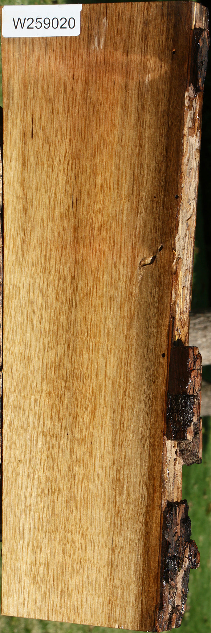 Figured Persimmon Live Edge Lumber