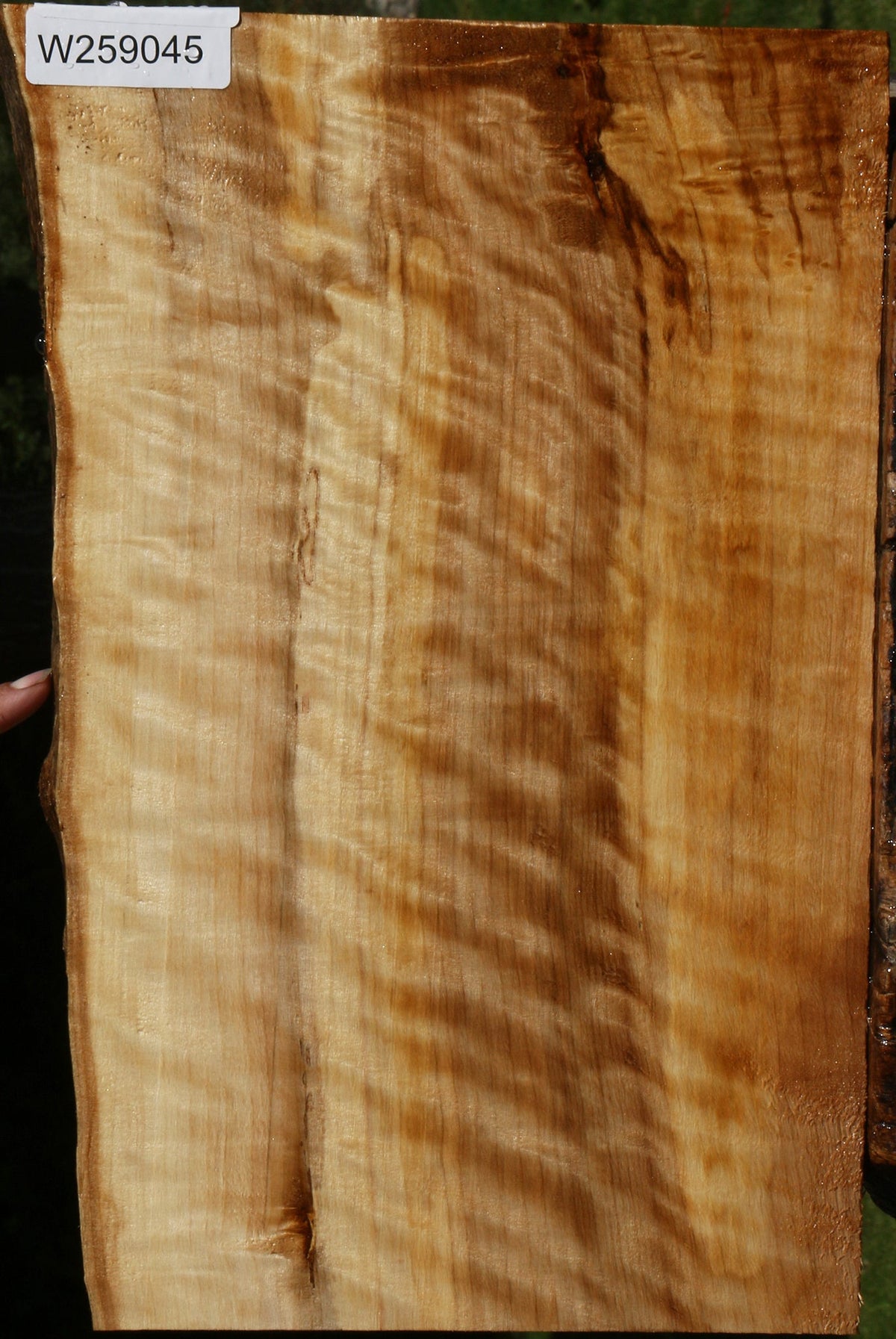 Extra Fancy Black Cottonwood Live Edge Lumber