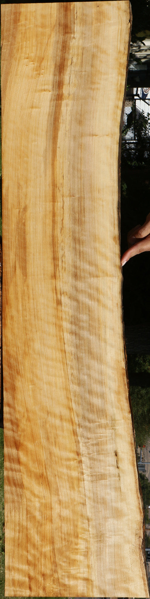 Extra Fancy Black Cottonwood Live Edge Lumber