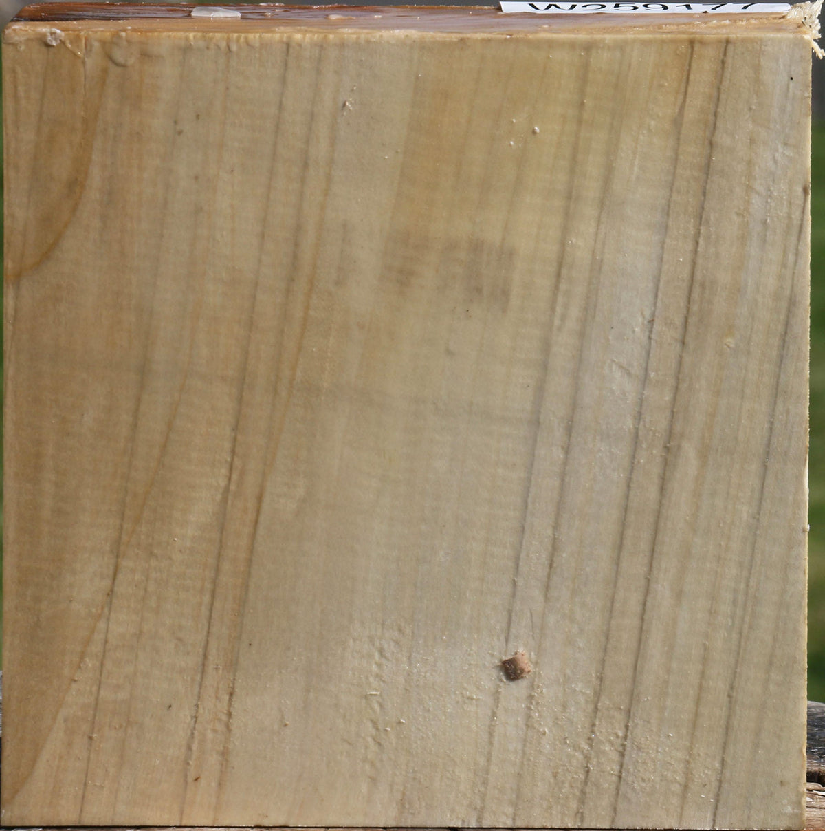 Silver Maple Bowl Blank