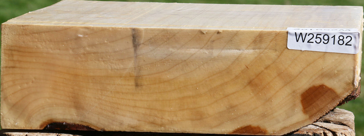 Silver Maple Bowl Blank
