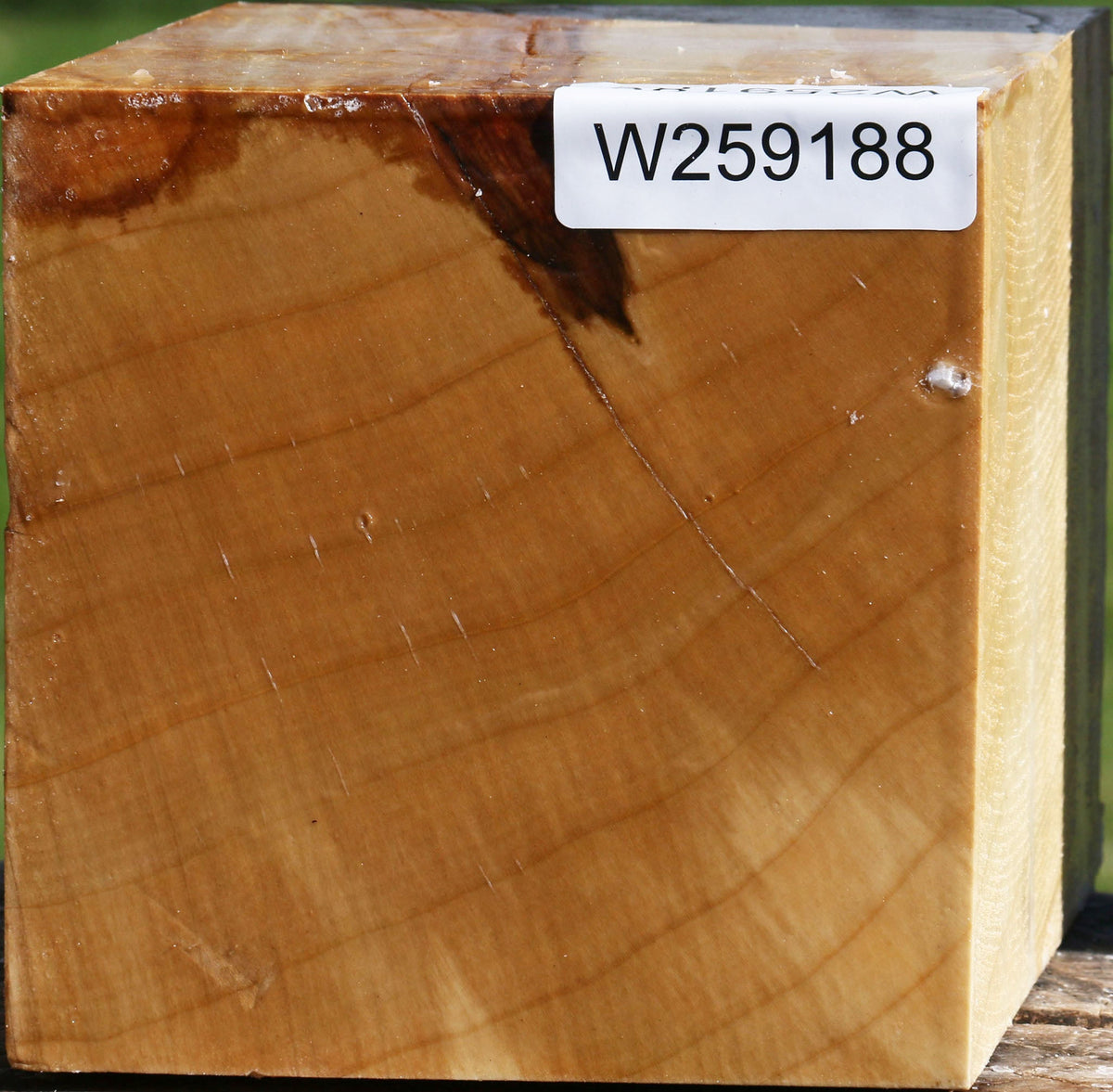 Silver Maple Vessel Blank