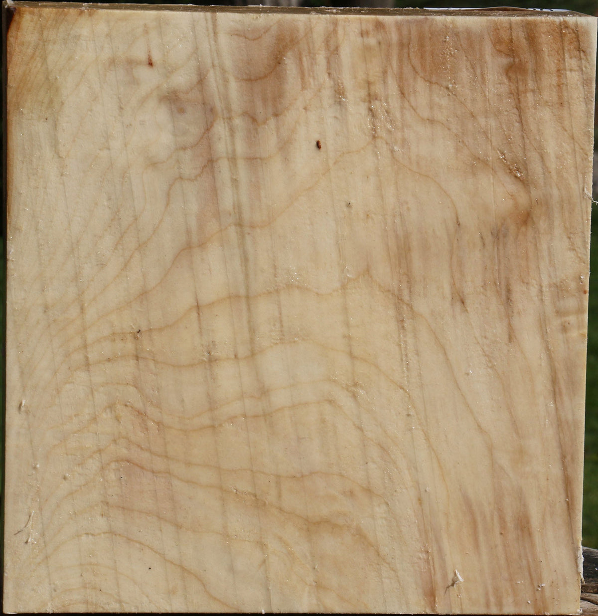 Figured Silver Maple Bowl Blank