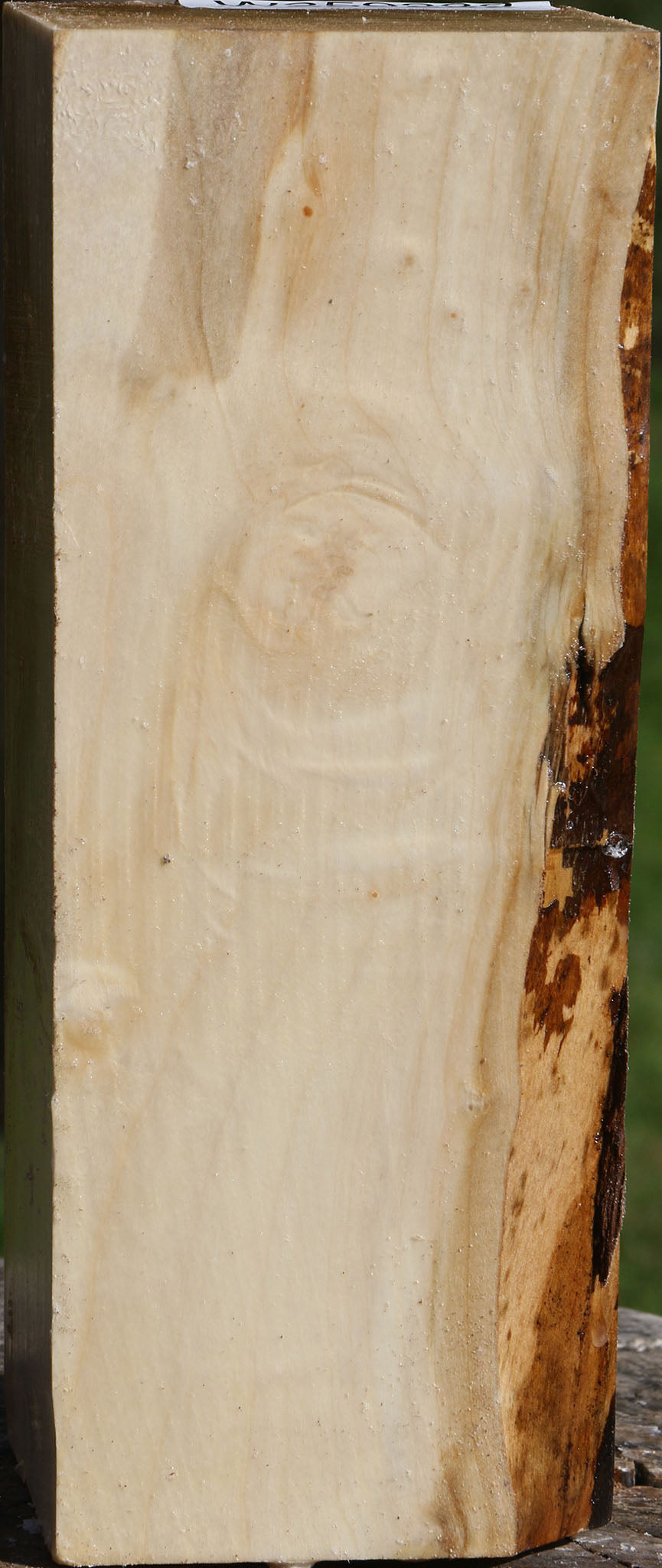 Silver Maple Vessel Blank