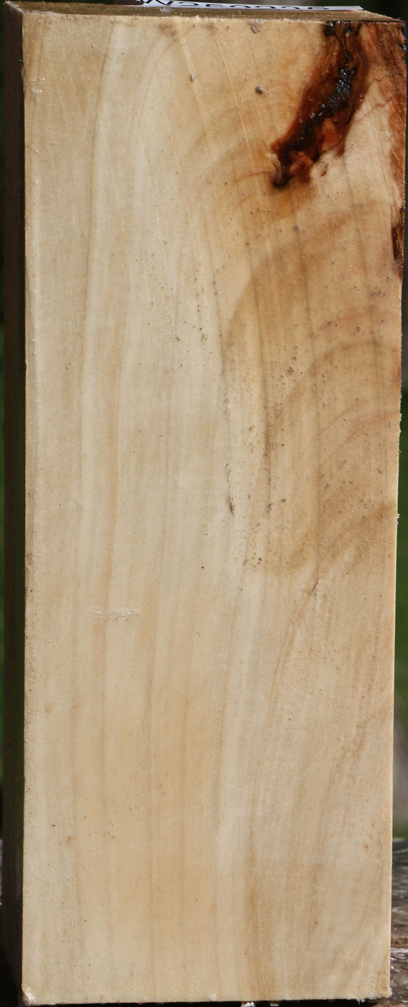 Silver Maple Peppermill