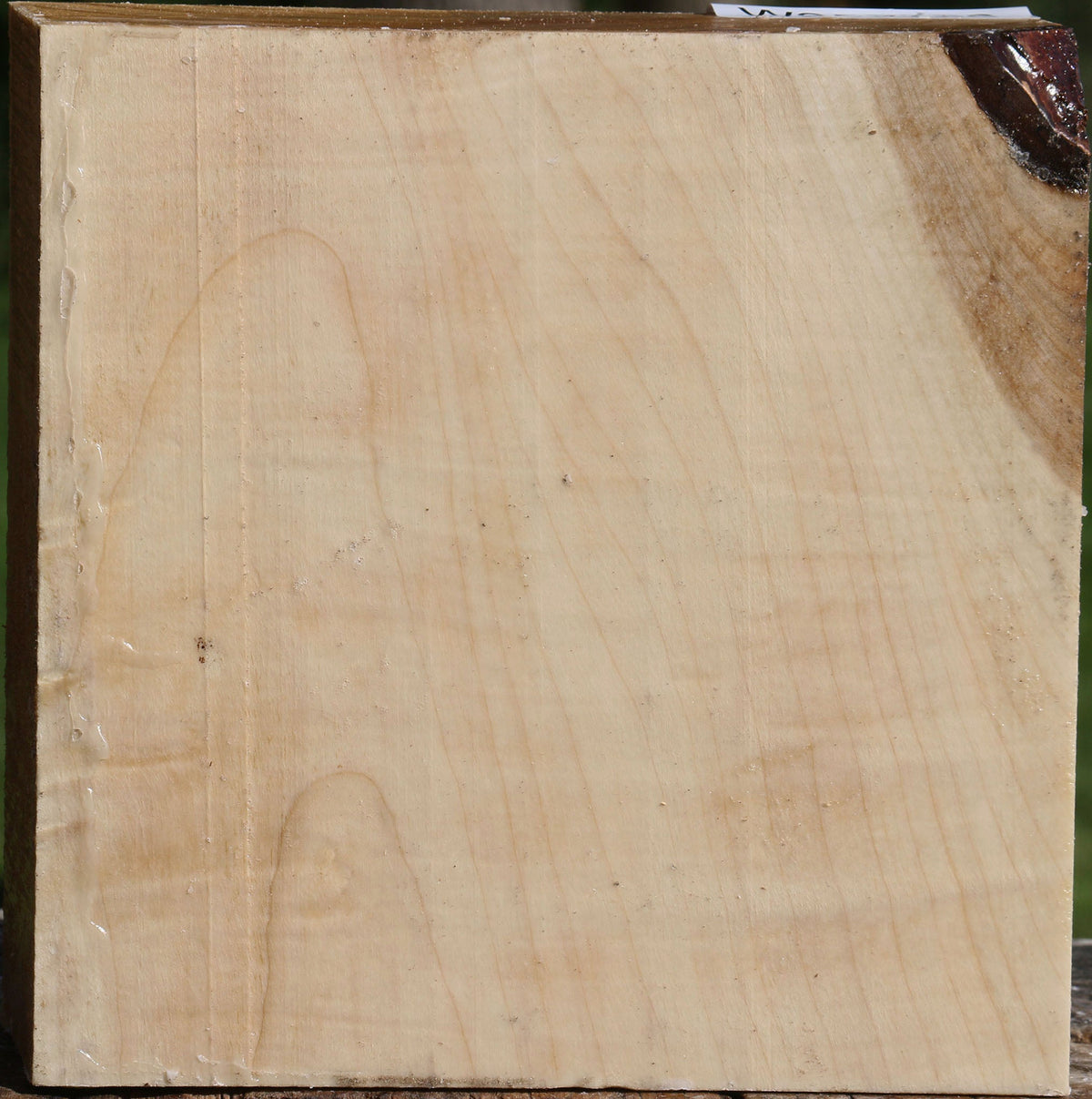 Figured Silver Maple Bowl Blank