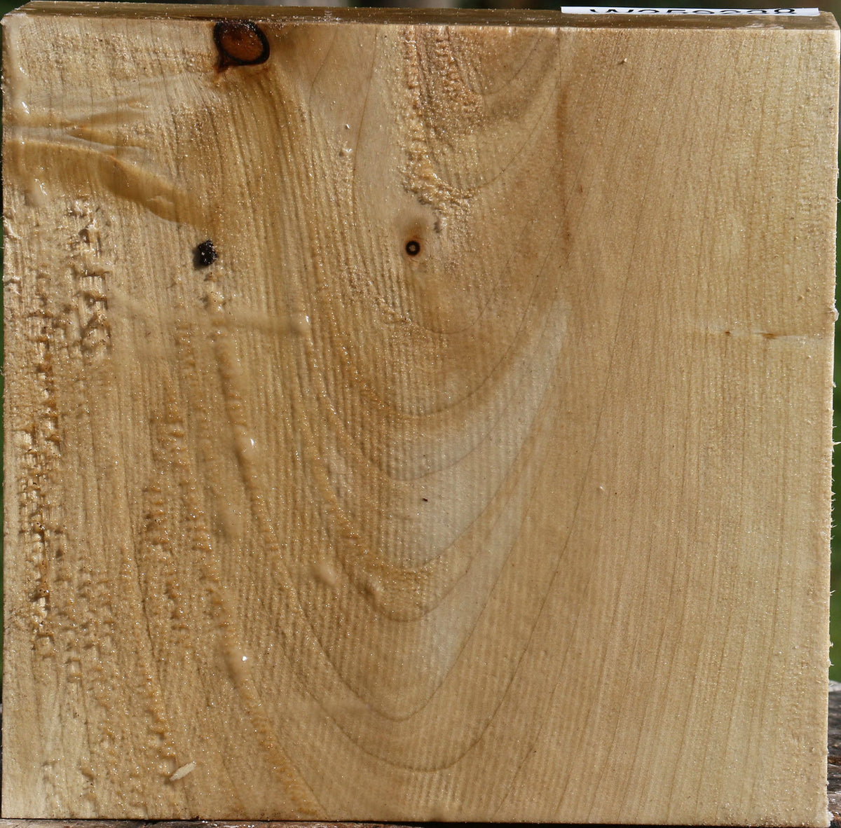 Silver Maple Bowl Blank