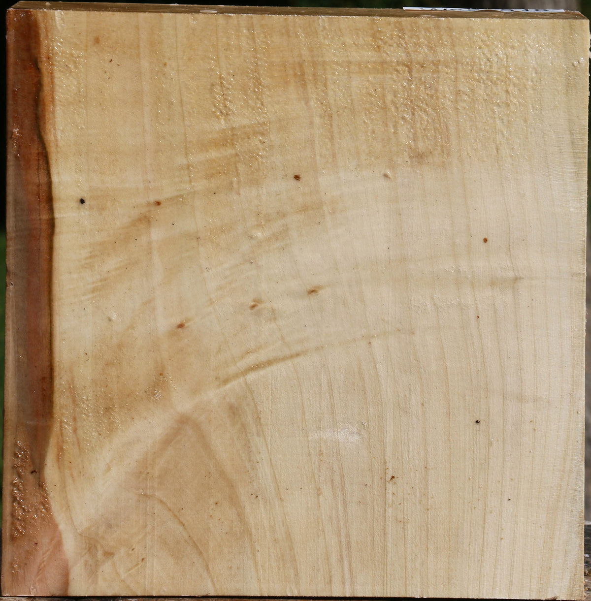 Figured Silver Maple Bowl Blank