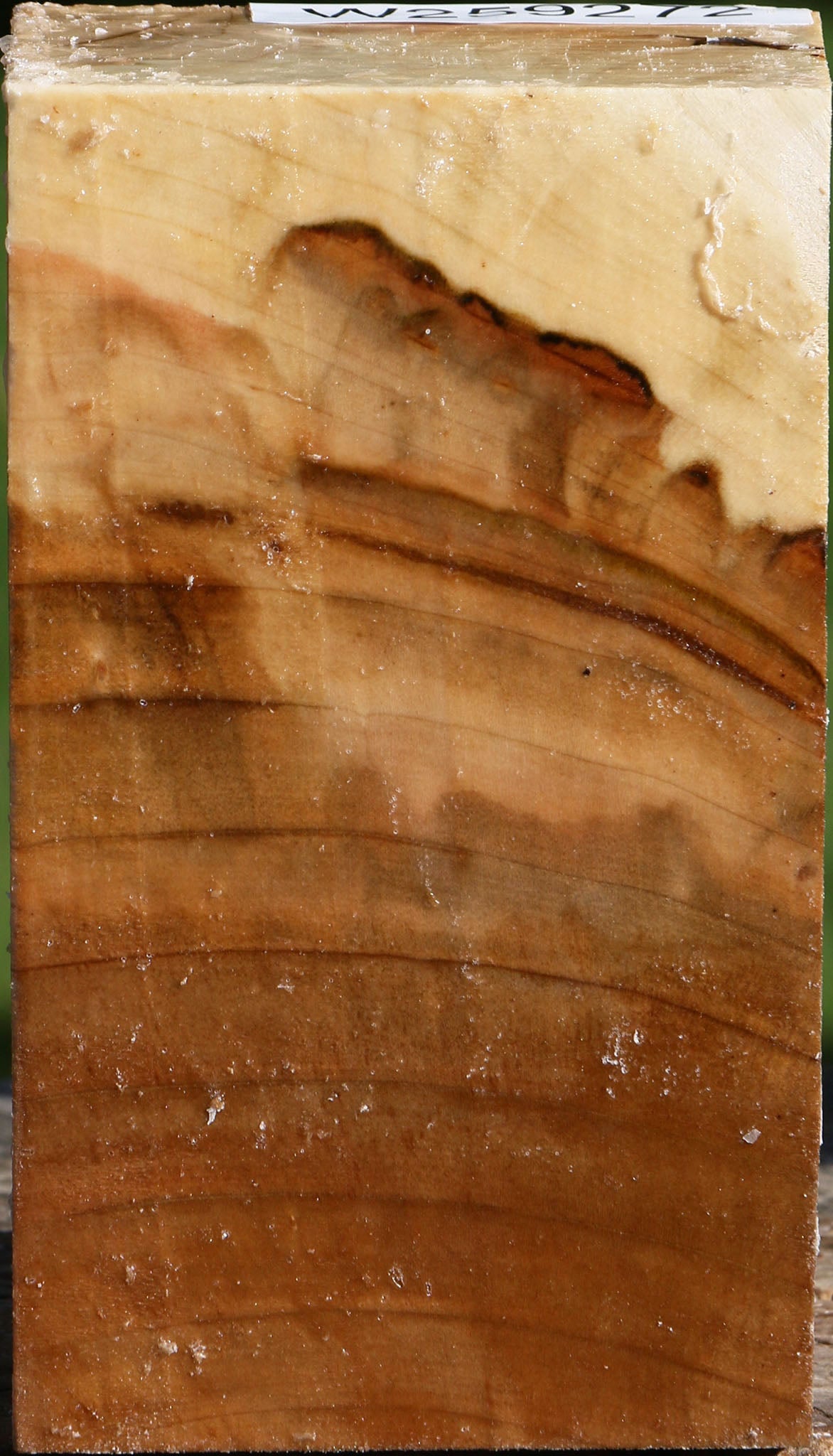 Extra Fancy Silver Maple Turning Square