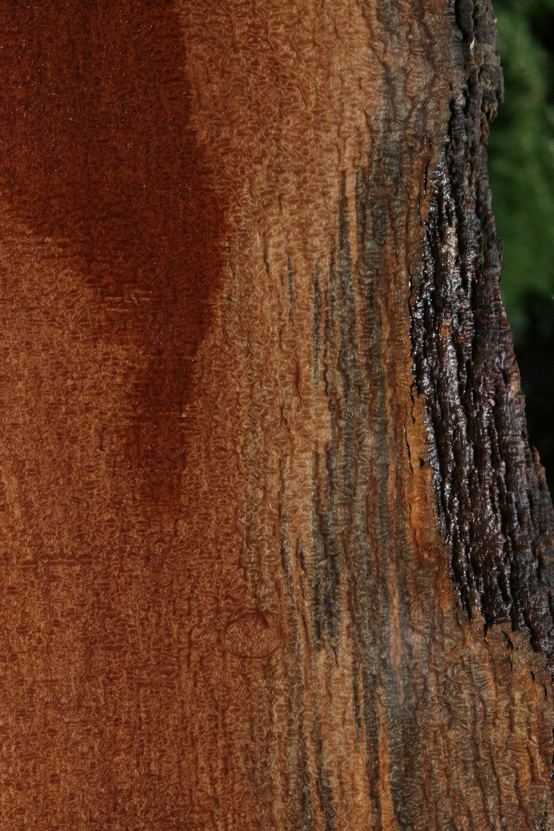 Exhibition Pomelle Sapele Slab (Free Shipping Excluded)