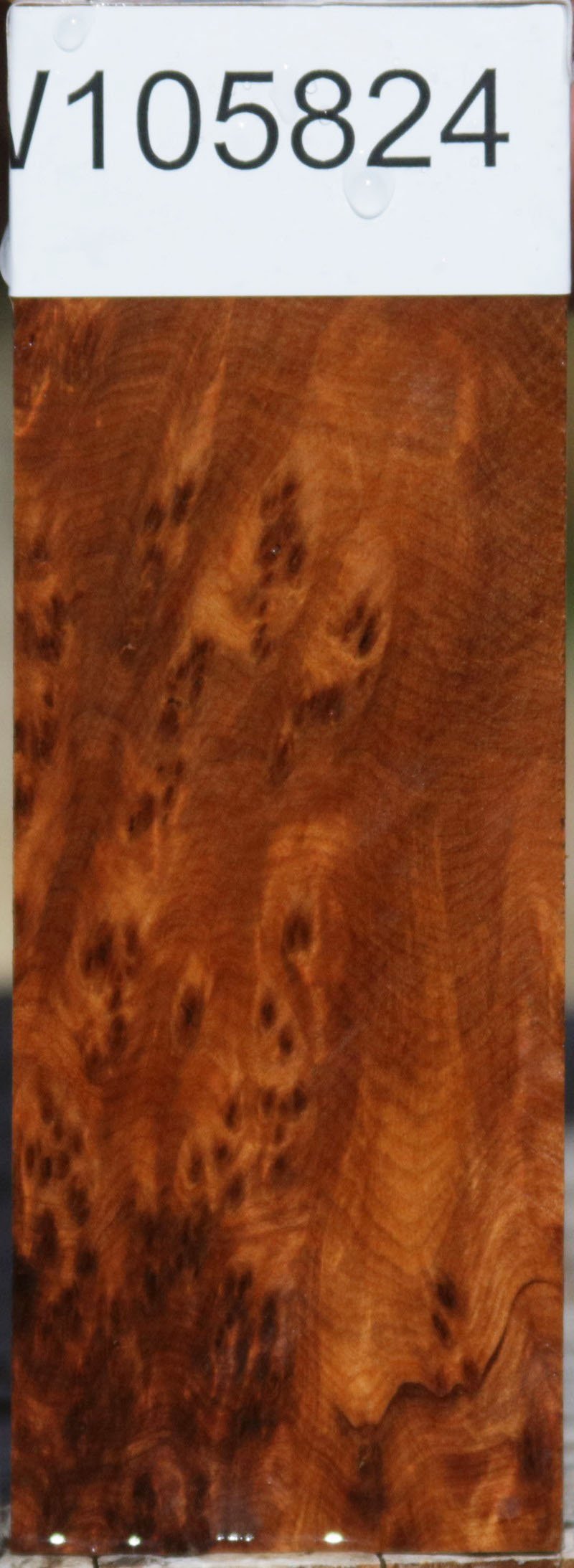 Thuya Burl Knife Blank/Pistol Grip