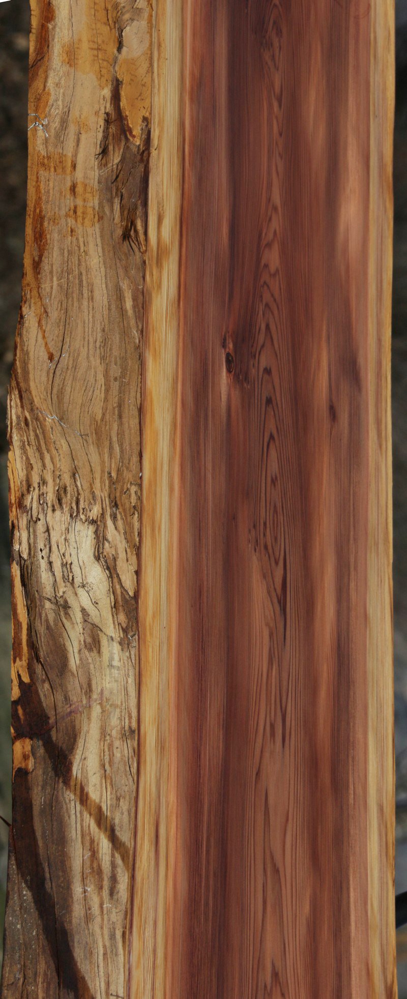 Redwood Slab