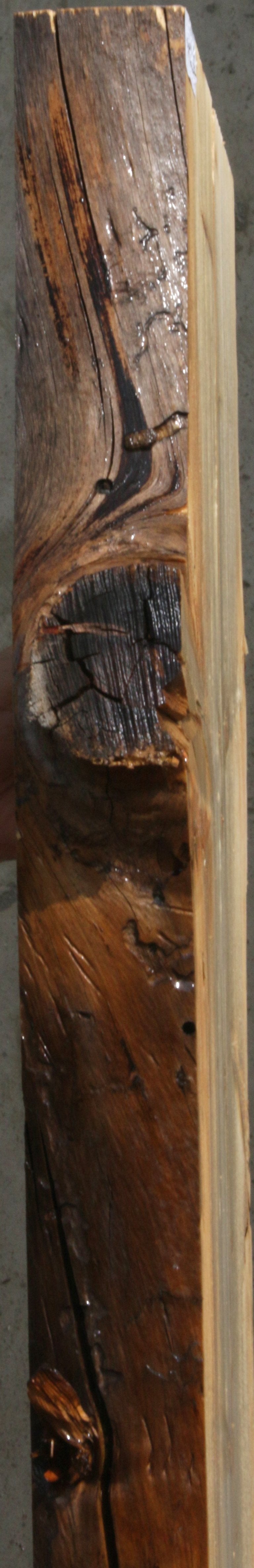 Blue Ponderosa Pine Slab