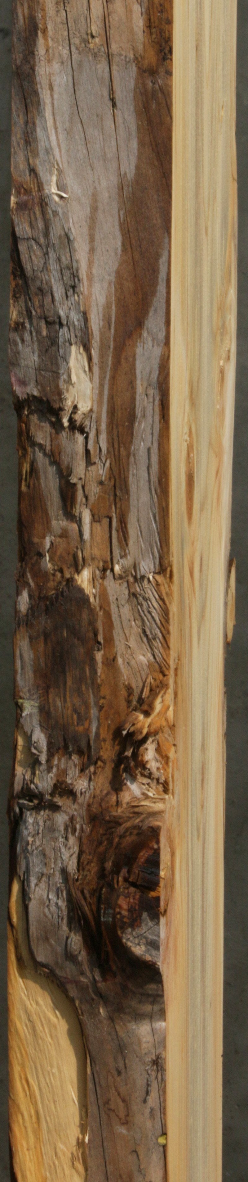 Blue Ponderosa Pine Slab