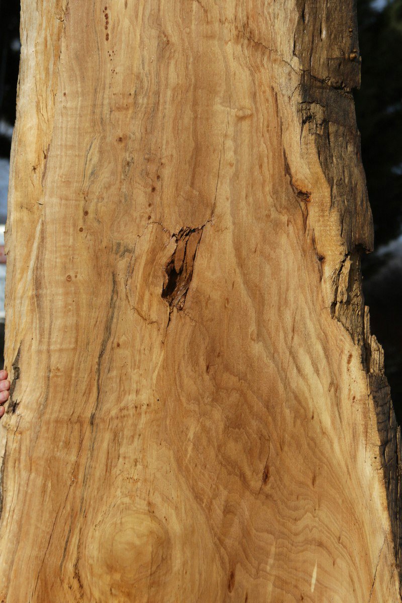 Crotchwood Black Cottonwood Slab