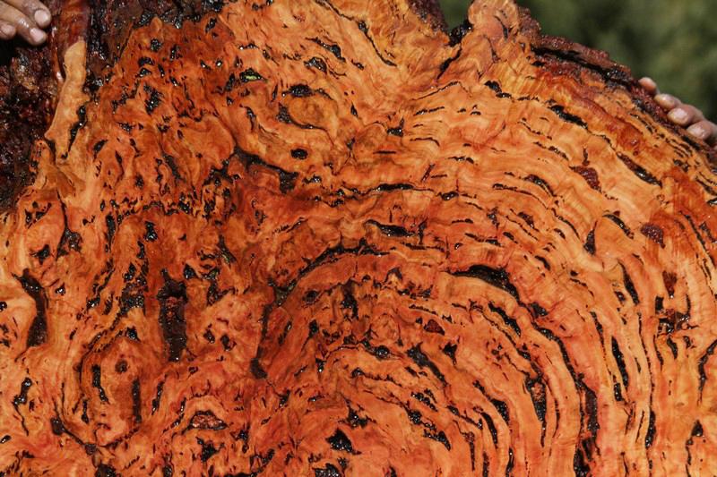 Red Mallee Resin Burl Round Slab
