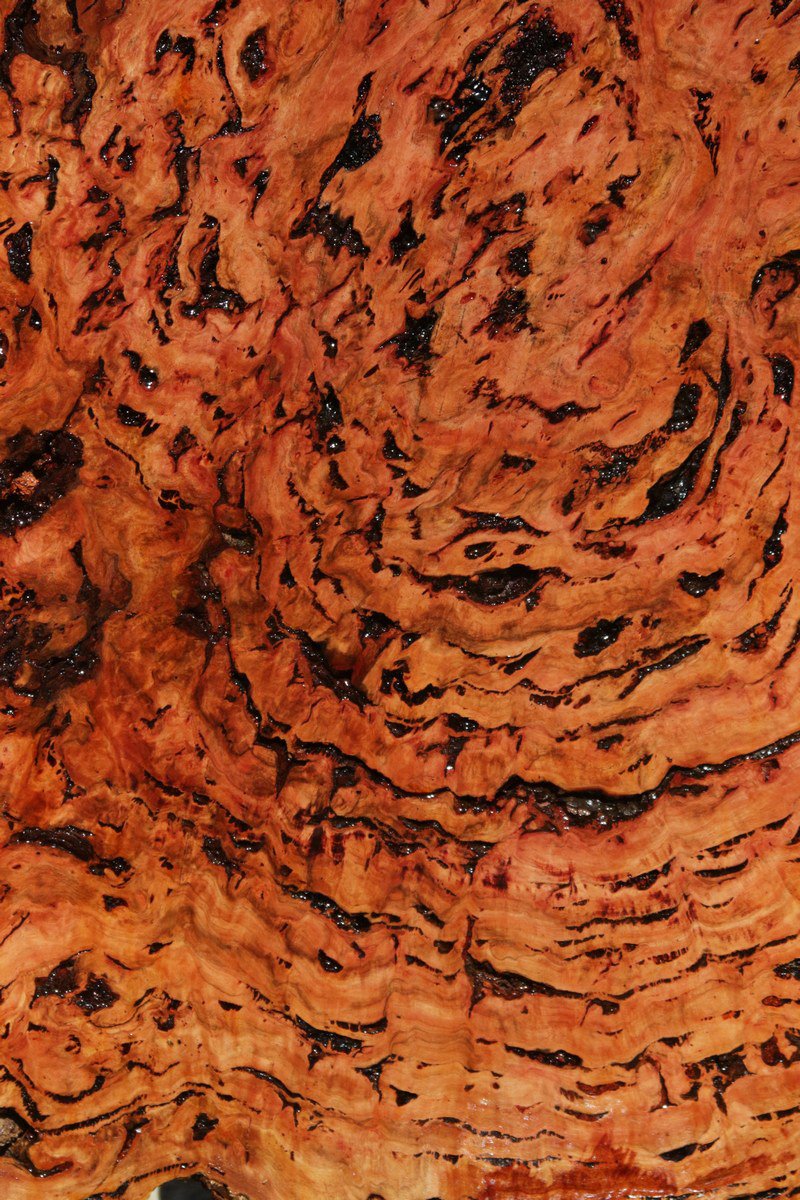 Red Mallee Resin Burl Round Slab
