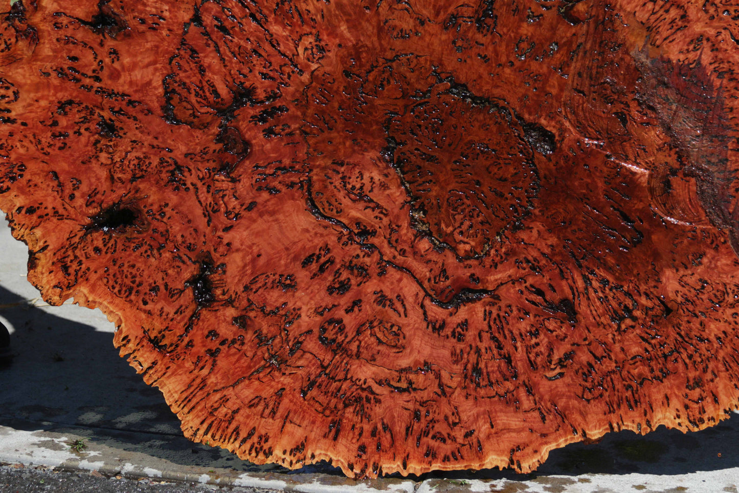 Australian Red River Gum Burl Cookie Slab