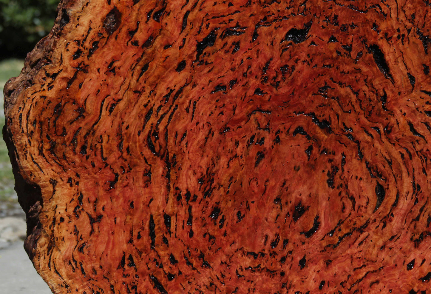 Australian Red River Gum Burl Cookie Slab