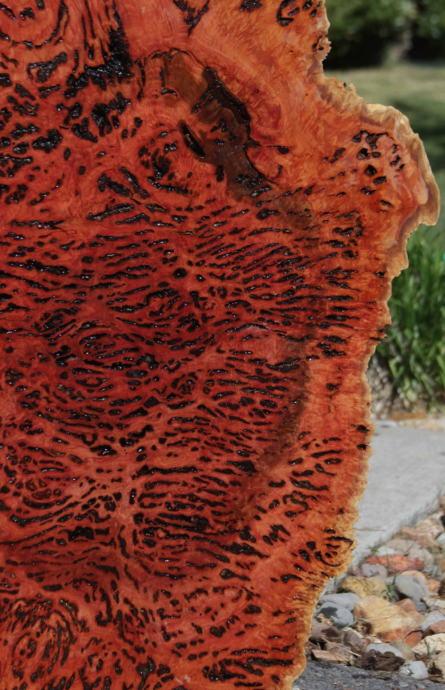 Australian Red River Gum Burl Cookie Slab