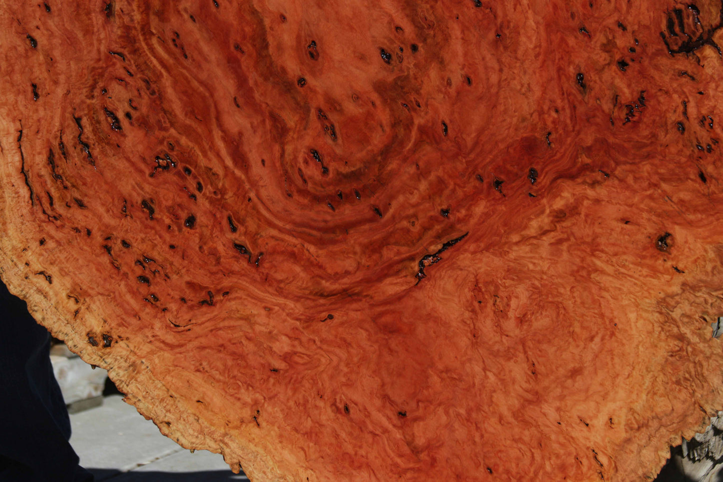 Australian Red River Gum Burl Cookie Slab