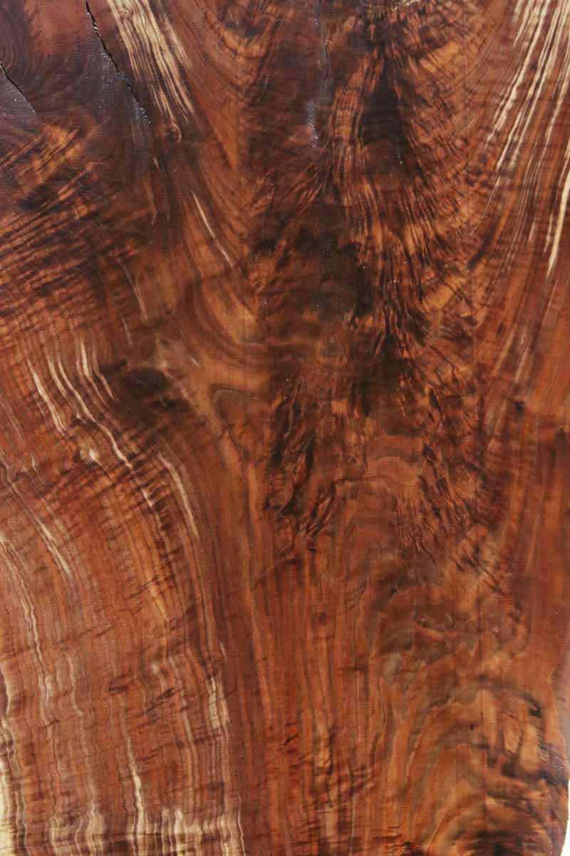 Extra Fancy Fiddleback Crotchwood Claro Walnut Slab