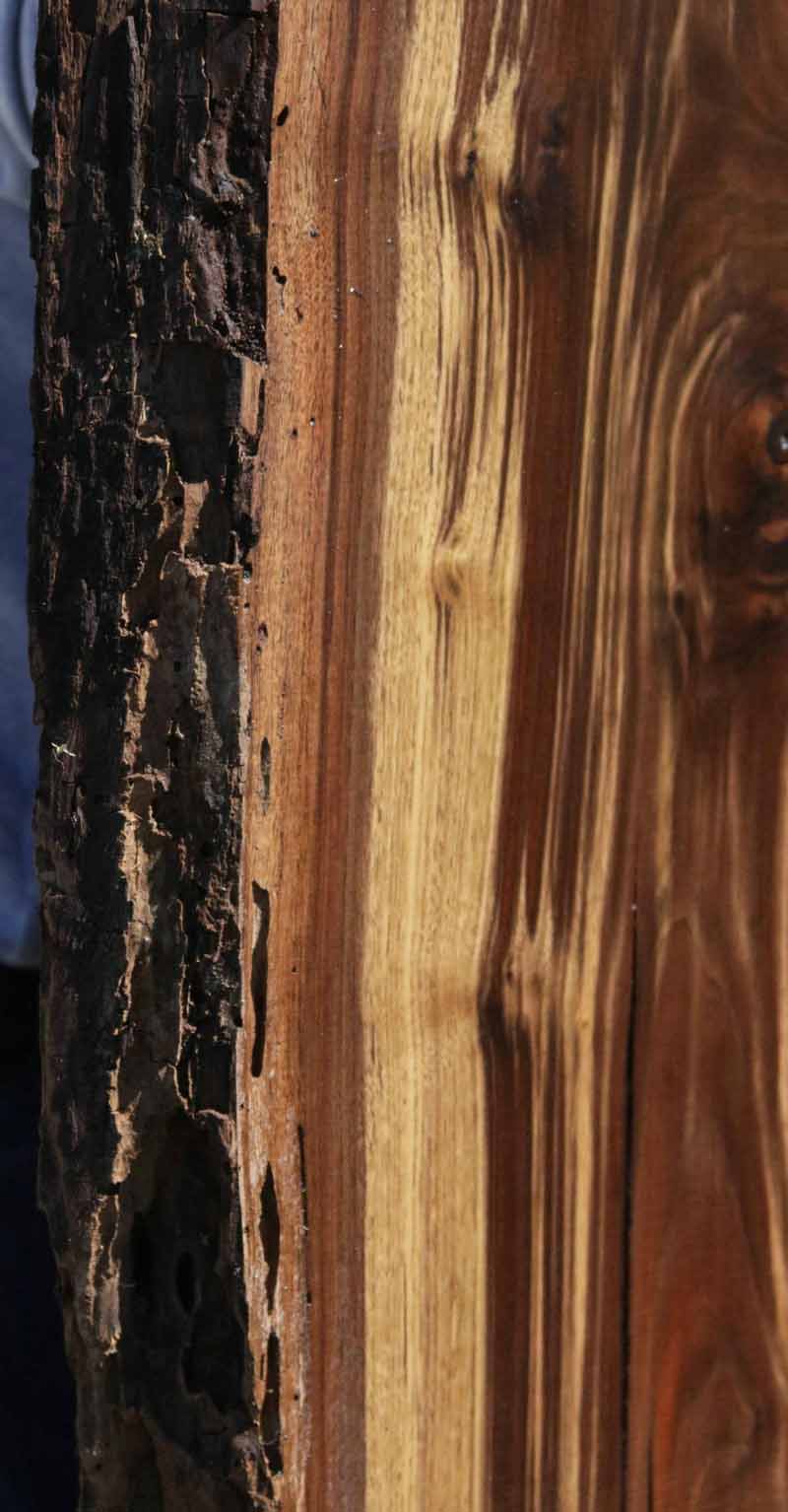 Extra Fancy Fiddleback Crotchwood Claro Walnut Slab