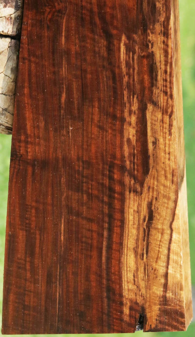 AAA+ Claro Walnut Gun Blank