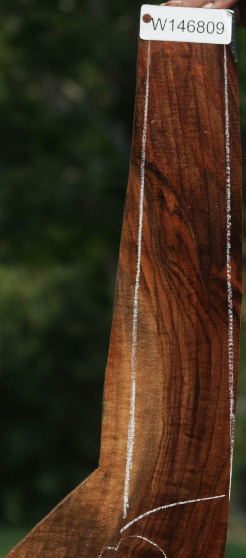 Exhibition Claro Walnut Gun Blank