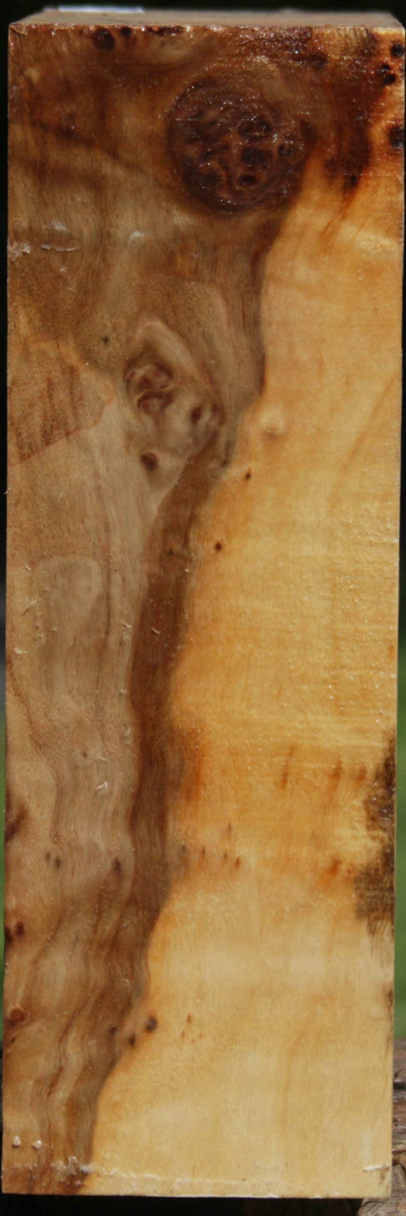 California Cottonwood Burl Bowl Blank