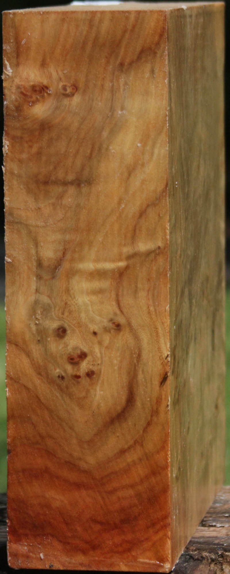 California Cottonwood Burl Bowl Blank