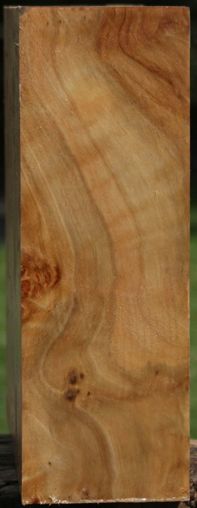 California Cottonwood Burl Bowl Blank