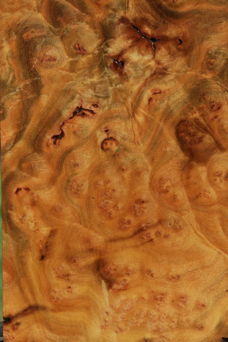 Camphor Burl Lumber
