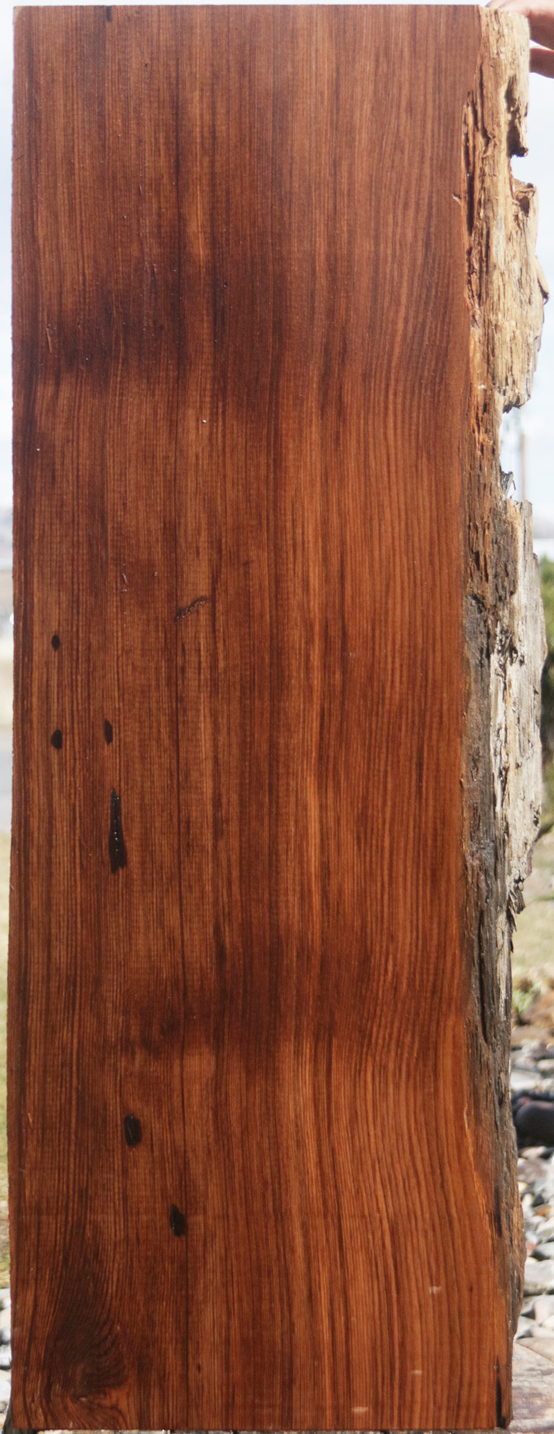 Rustic Wormy Red Cedar Mini Slab