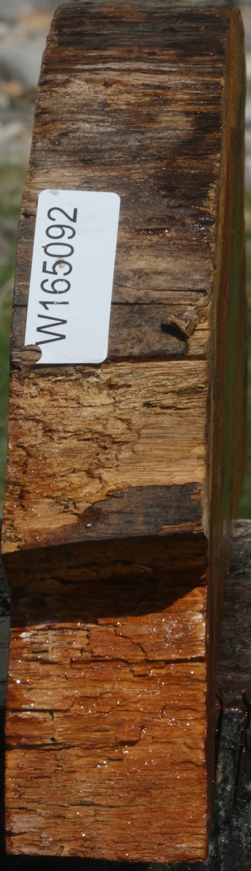 Macacauba Half Cookie