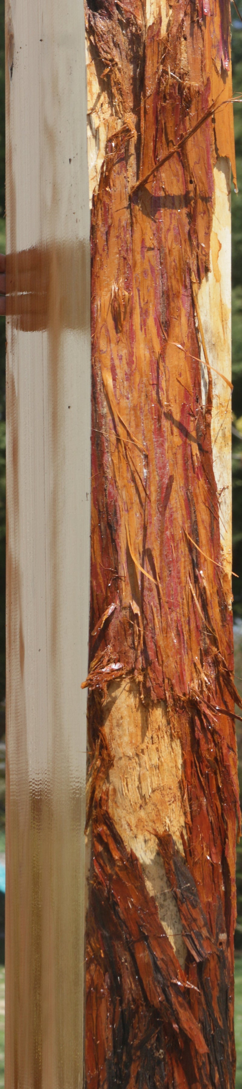 Rustic Juniper Live Edge Mantel