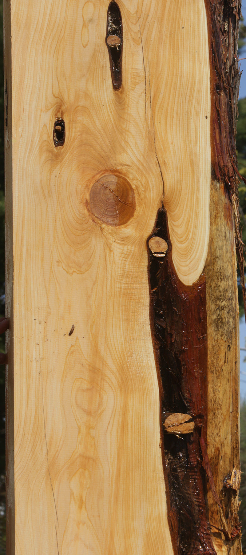 Rustic Juniper Live Edge Mantel