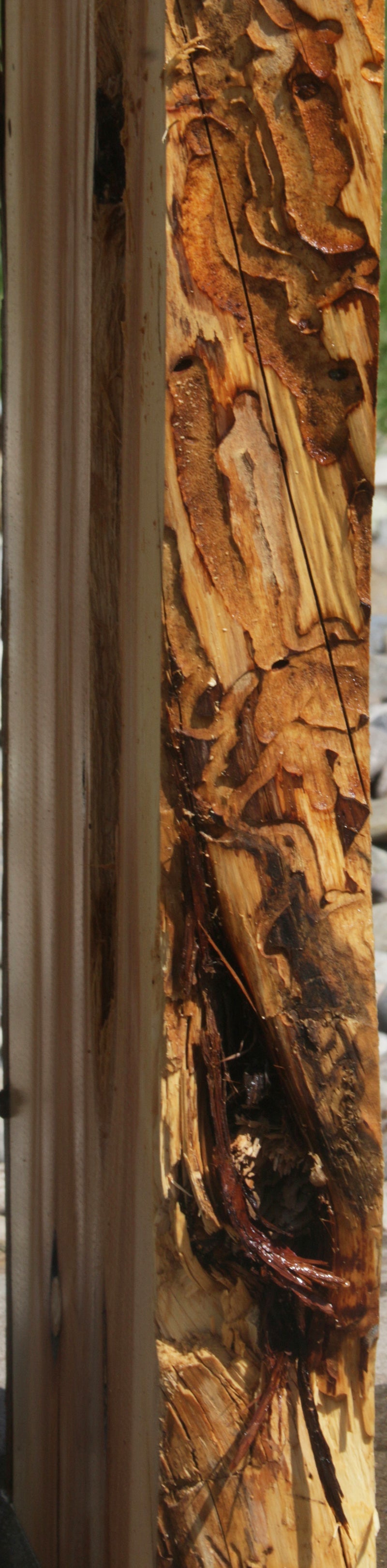 Rustic Juniper Live Edge Slab