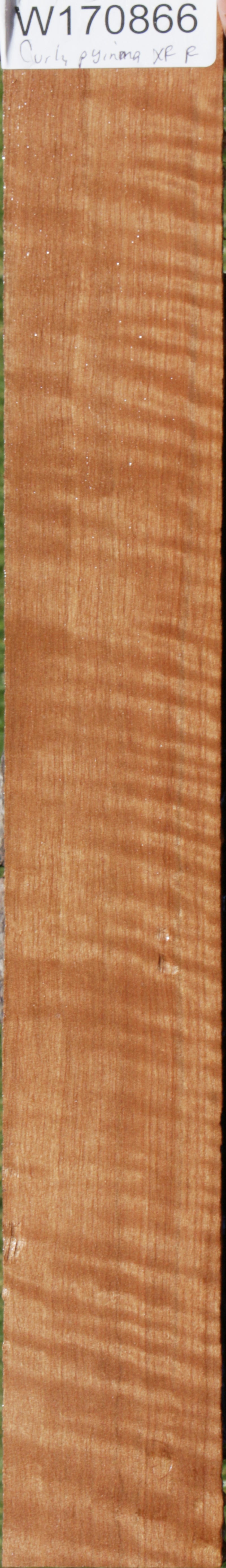 Curly Asian Satinwood Micro Lumber