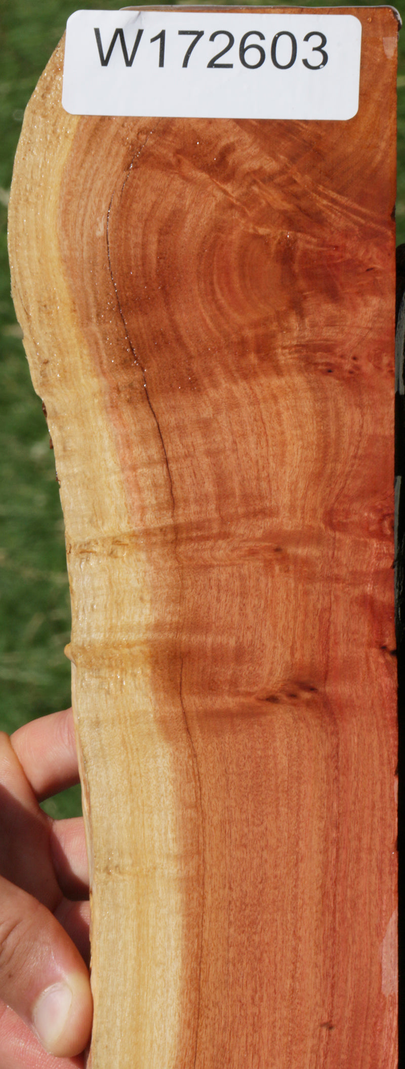 Extra Fancy Pink Ivory Live Edge Micro Lumber