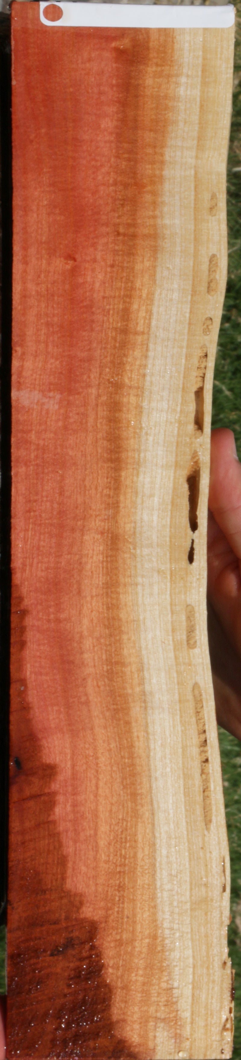 Exhibition Pink Ivory Live Edge Micro Lumber