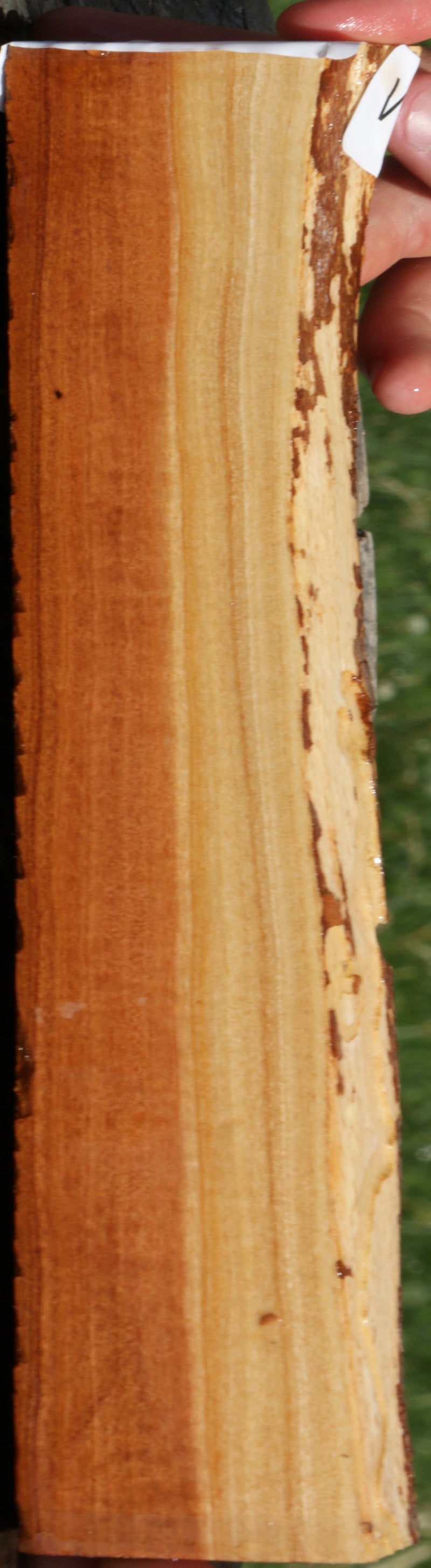 Pink Ivory Live Edge Lumber