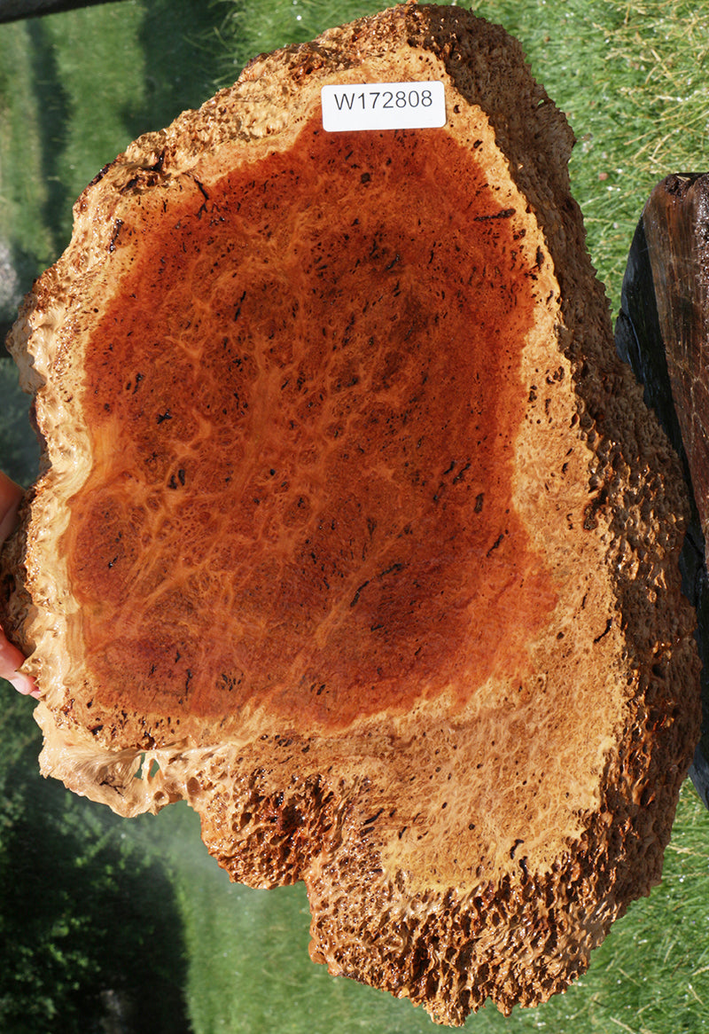 Exhibition Red Coolibah Burl Cookie