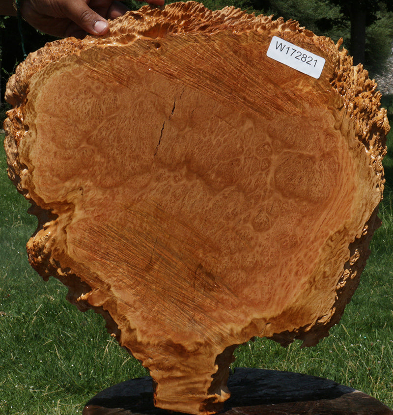 Extra Fancy Red Coolibah Burl Cookie