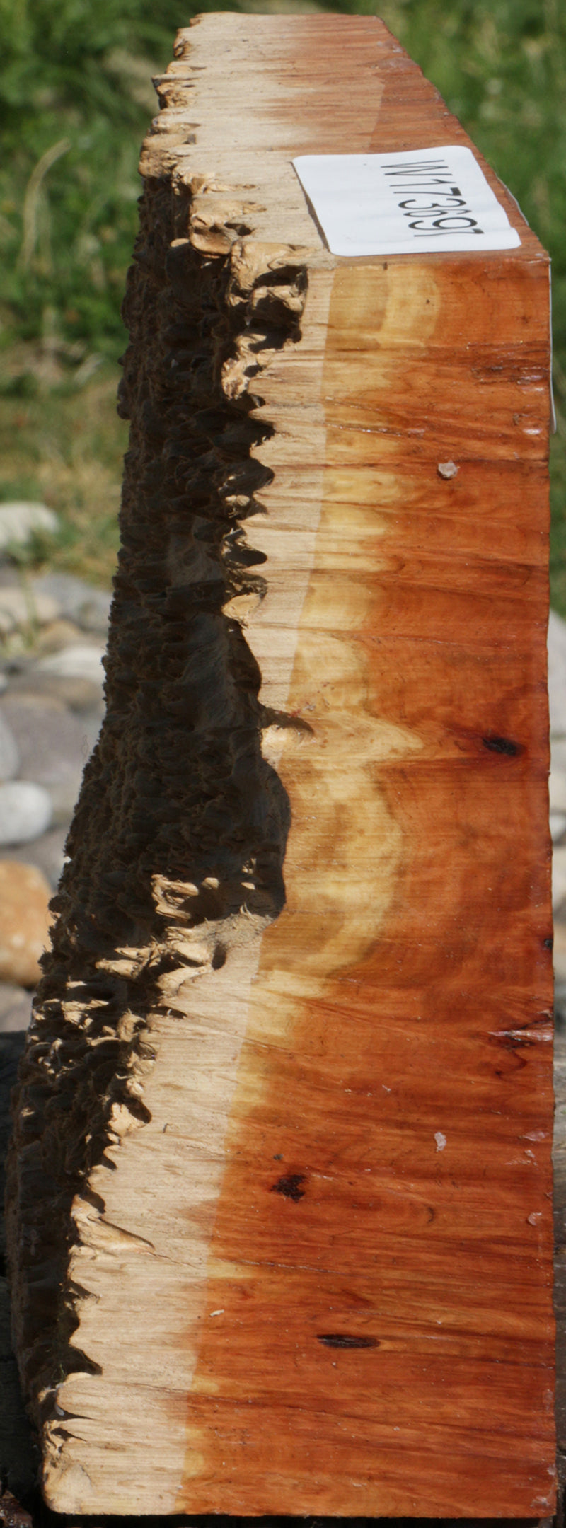 Red Mallee Burl Bowl Blank