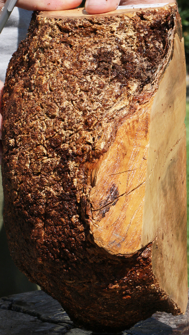 Extra Fancy Kanista Live Edge Burl Slice