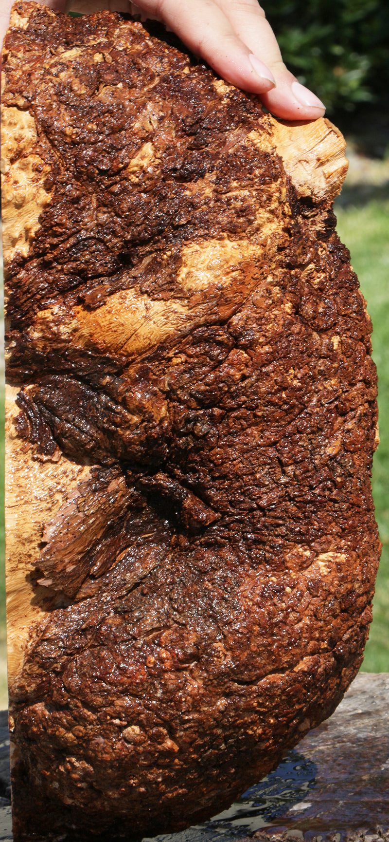 Exhibition Kanista Live Edge Burl Slice