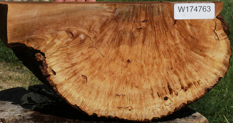 Exhibition Kanista Live Edge Burl Cap