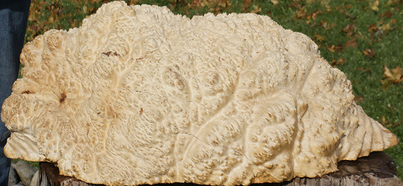 Gold Mallee Burl Cap